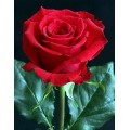 Roses - Rouge Baiser